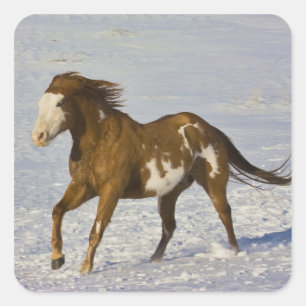 Adesivo Quadrado Cavalos Correndo na Neve