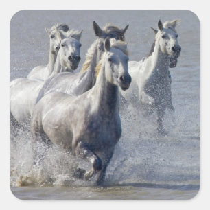 Adesivo Quadrado Cavalos de Camargue que funcionam na região