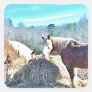 Adesivo Quadrado Cavalos de esboço salvados que comem o feno