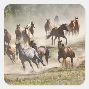 Adesivo Quadrado Cavalos que funcionam durante o ajuntamento,