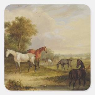 Adesivo Quadrado Cavalos que pastam: Um garanhão cinzento que past