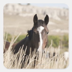 Adesivo Quadrado Cavalos selvagens em South Dakota