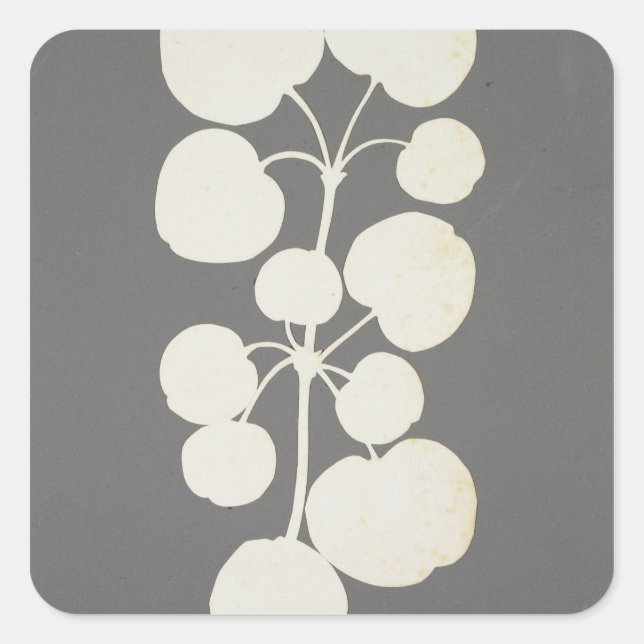 Adesivo Quadrado Cayenne Pepper (Frente)