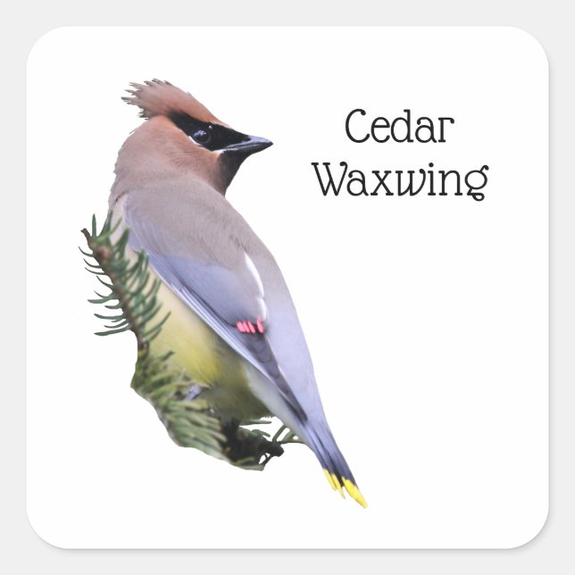 Adesivo Quadrado Cedar Waxwing (Frente)