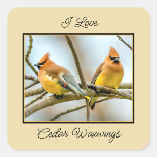 Adesivo Quadrado Cedar Waxwing - Foto Original