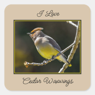 Adesivo Quadrado Cedar Waxwing Songbird Original Foto de Pássaro Se