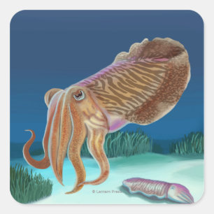 Adesivo Quadrado Cena de Massachusetts Cuttlefish