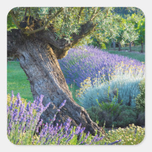 Adesivo Quadrado Cenário de jardim com flores, França