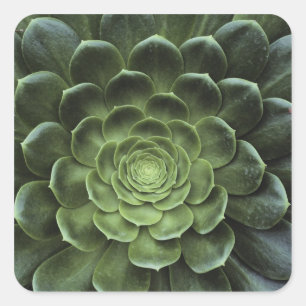 Adesivo Quadrado Centro do cacto