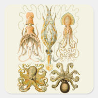 Cephalopota Octopus Natureza Marinha Lula
