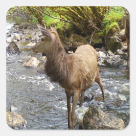Adesivo Quadrado Cervo Vermelho Jovem Vida Selvagem Animais da Flor