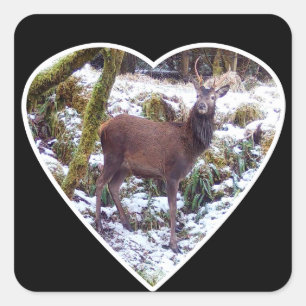 Adesivo Quadrado Cervo Vermelho Macho na Neve Arte Florestal de Vid