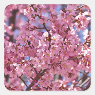 Adesivo Quadrado Céu cor-de-rosa da flor de cerejeira de Sakura