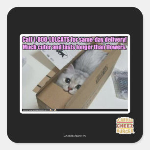 Adesivo Quadrado Chamada 1-800-LOLCATS