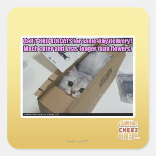Adesivo Quadrado Chamada 1-800-LOLCATS