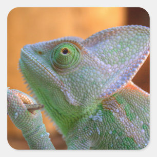 Adesivo Quadrado Chameleon velado