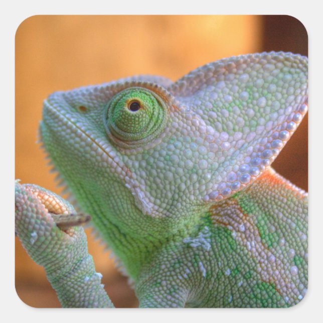 Adesivo Quadrado Chameleon velado (Frente)
