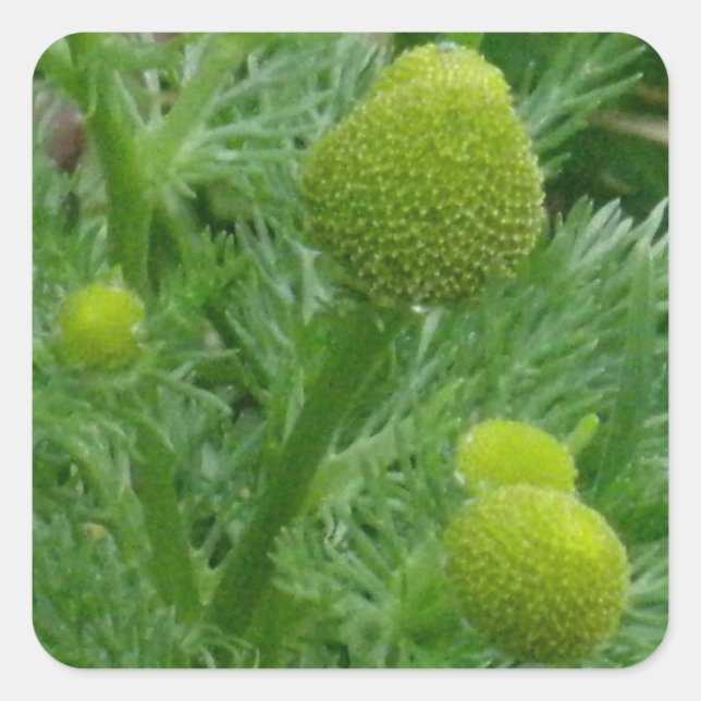 Adesivo Quadrado Chamomille, Matricaria matricarioides (Frente)