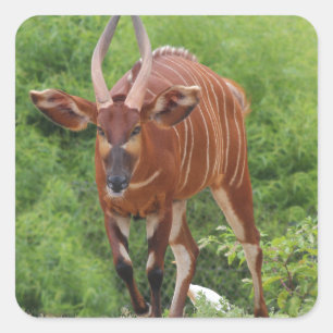 Adesivo Quadrado Chargin