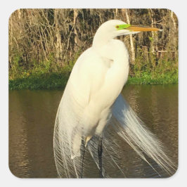 Adesivo Quadrado Charlie The Great Egret