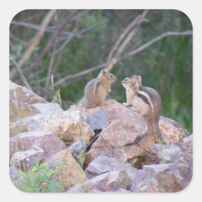 Adesivo Quadrado Chatter de Chipmunk (Frente)