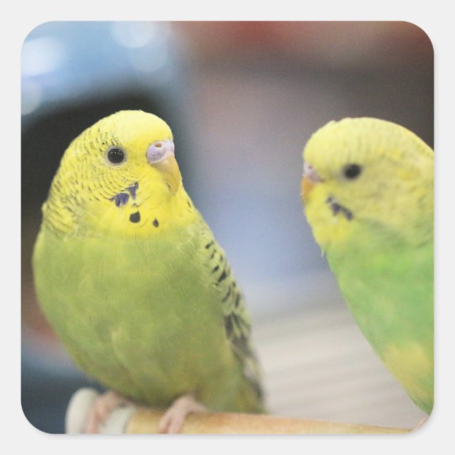 Adesivo Quadrado Chaves sérias (Frente)