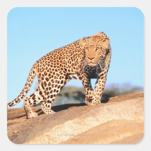 Adesivo Quadrado Cheetah (Frente)