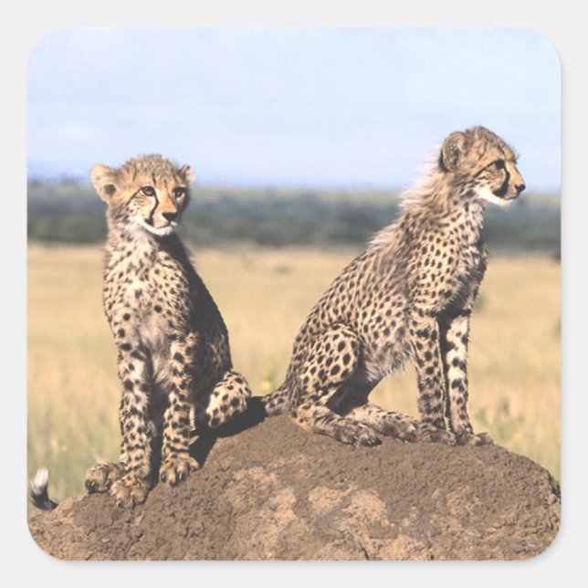 Adesivo Quadrado Cheetah Cubs (Frente)