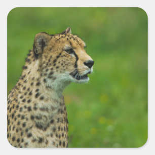 Adesivo Quadrado Cheetah Em Uma Olhada