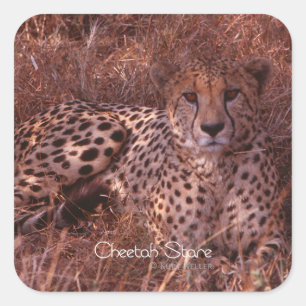 Adesivo Quadrado Cheetah Stare