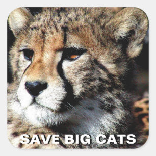 Adesivo Quadrado Cheetah Sticker