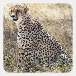 Adesivo Quadrado Cheetah Sticker 2