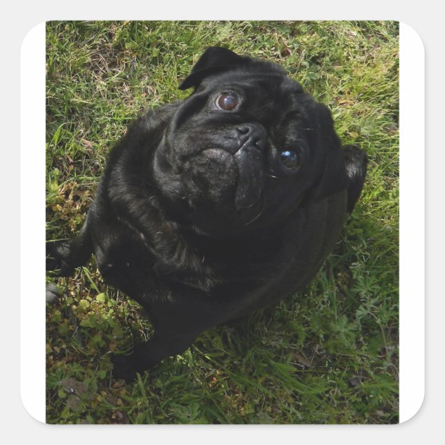 Adesivo Quadrado cheio de pug preto.png (Frente)