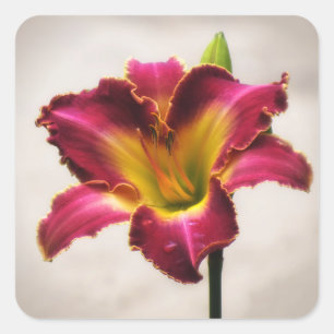 Adesivo Quadrado Cherokee Heritage Daylily
