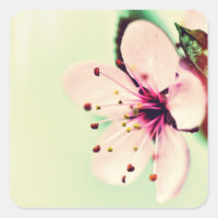 Cherry Blossom
