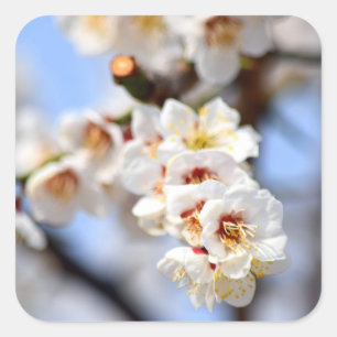 Adesivo Quadrado Cherry Blossoms