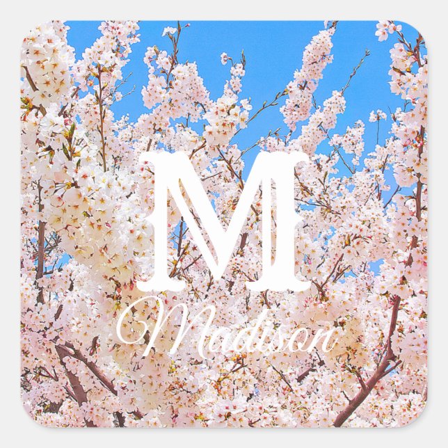 Adesivo Quadrado Cherry Blossoms em Bloom de Cheio (Frente)