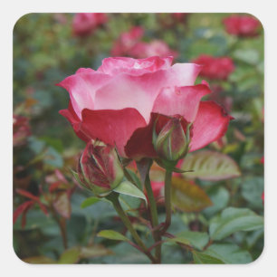 Adesivo Quadrado Cherry Parfait Rosa nº 1 Heart Stickers