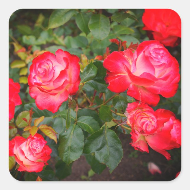 Adesivo Quadrado Cherry Parfait Rosa nº 5-1 Stickers (Frente)