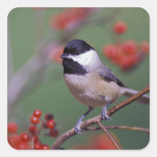 Adesivo Quadrado Chickadee de Carolina