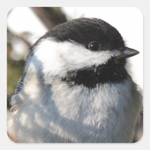 Adesivo Quadrado Chickadee tampado preto