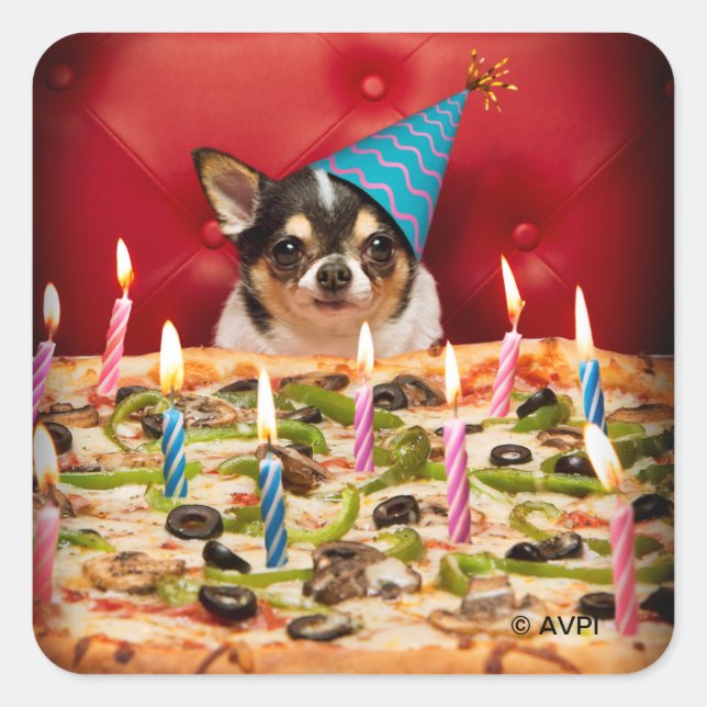 Adesivo Quadrado Chihuahua Birthday Pizza Pie (Frente)