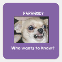Chihuahua paranoico ficou preso na ansiedade do ba