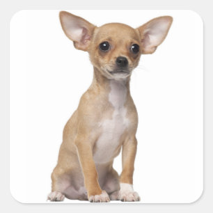 Adesivo Quadrado Chihuahua Puppy Dog Stickers / Selos