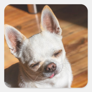 Adesivo Quadrado Chihuahua sonolento e relaxado língua Foto
