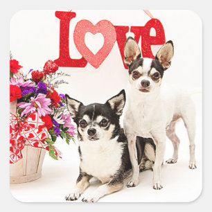 Adesivo Quadrado Chihuahua's, Flores e Amor