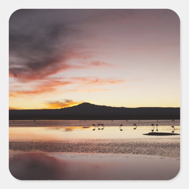 Adesivo Quadrado Chilena Flamingo (Frente)