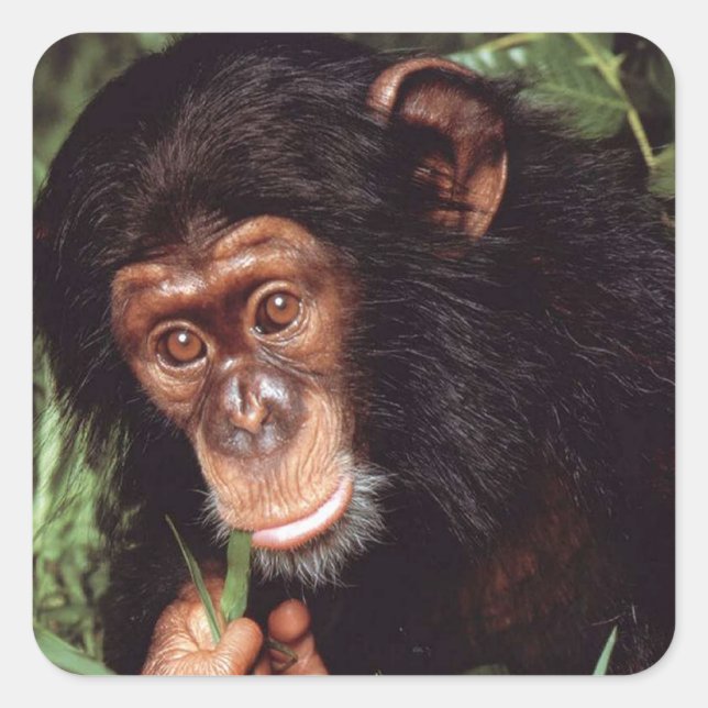 Adesivo Quadrado Chimpansee (Frente)