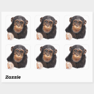 Adesivo Quadrado Chimpanzé Encantador