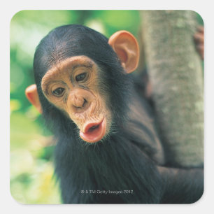 Adesivo Quadrado Chimpanzé novo (troglodytes da bandeja)